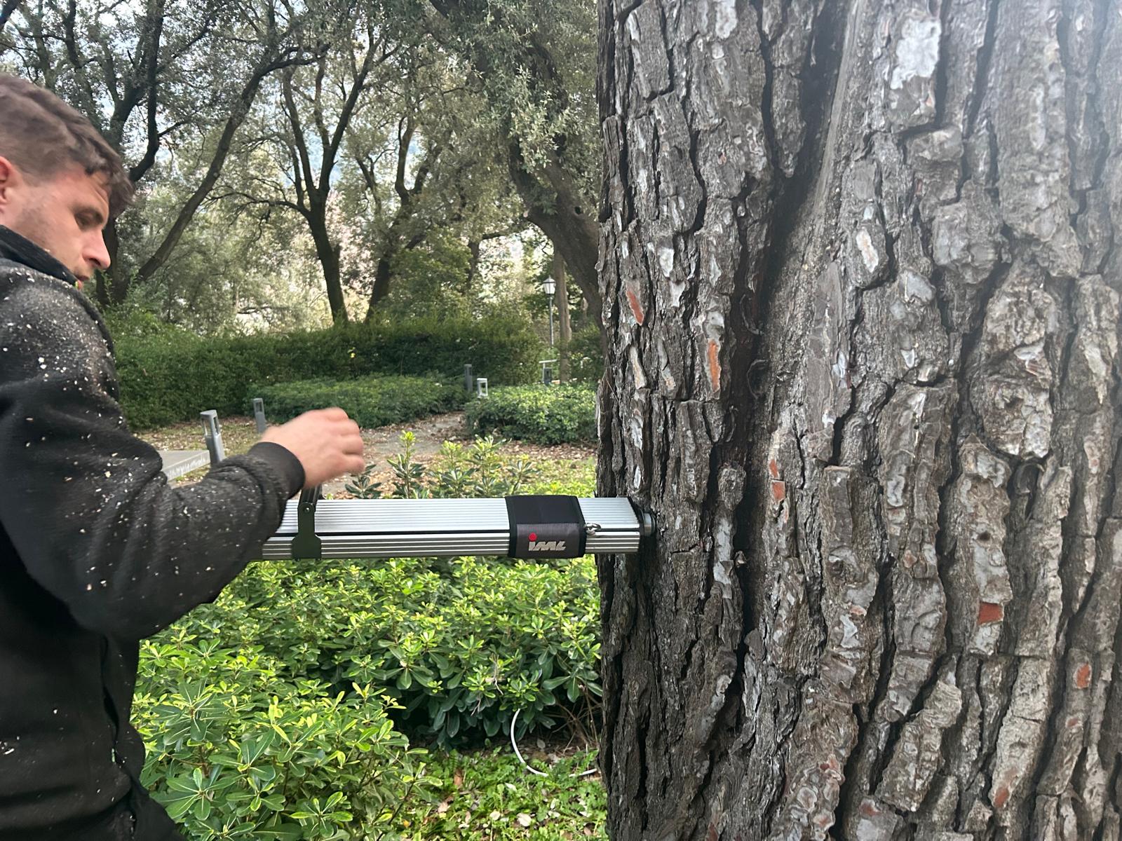 arboricoltura