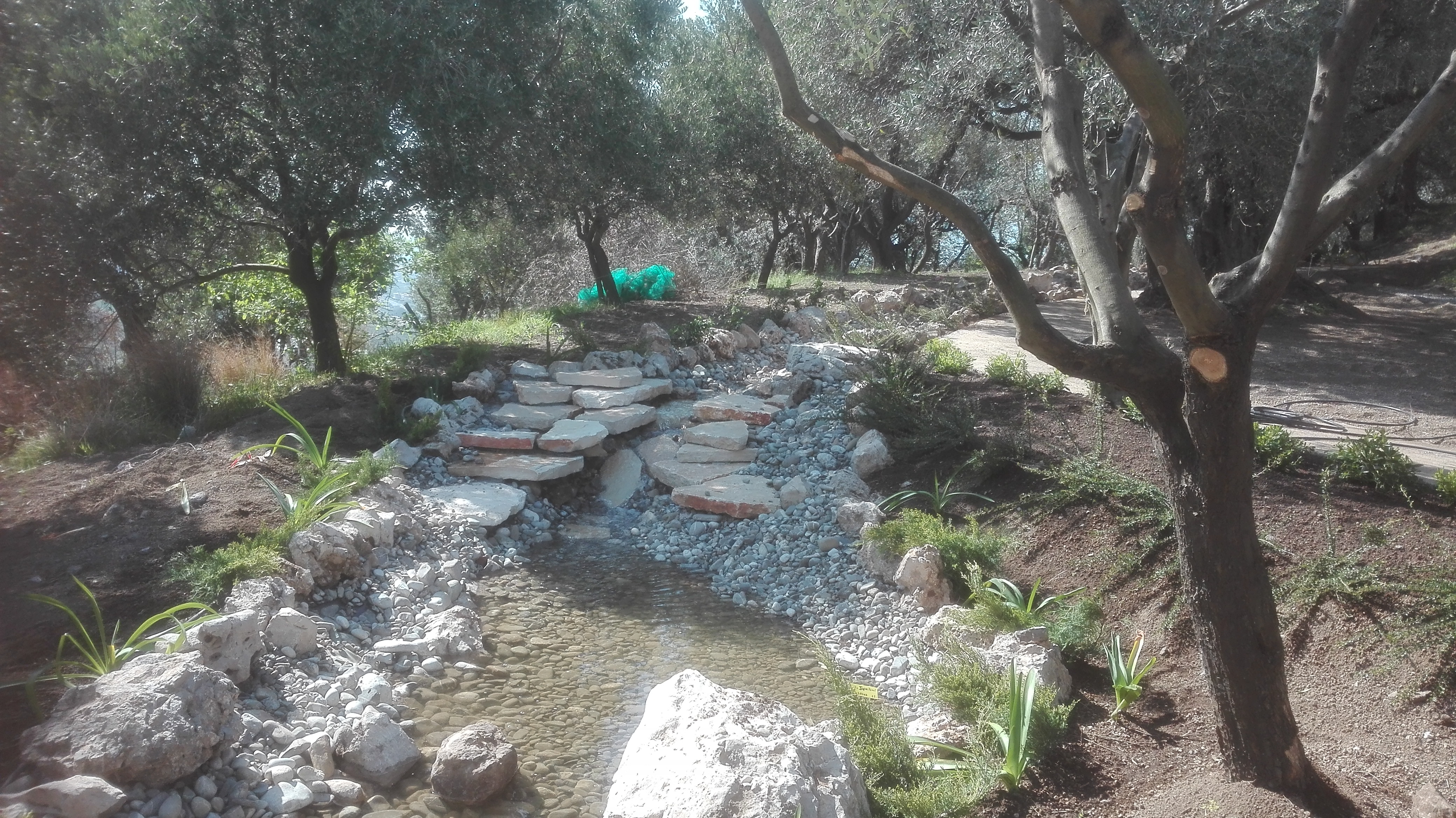 valore-economico-degli-alberi