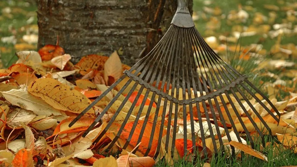 giardino-in-autunno-tra-messa-a-dimora-e-manutenzione